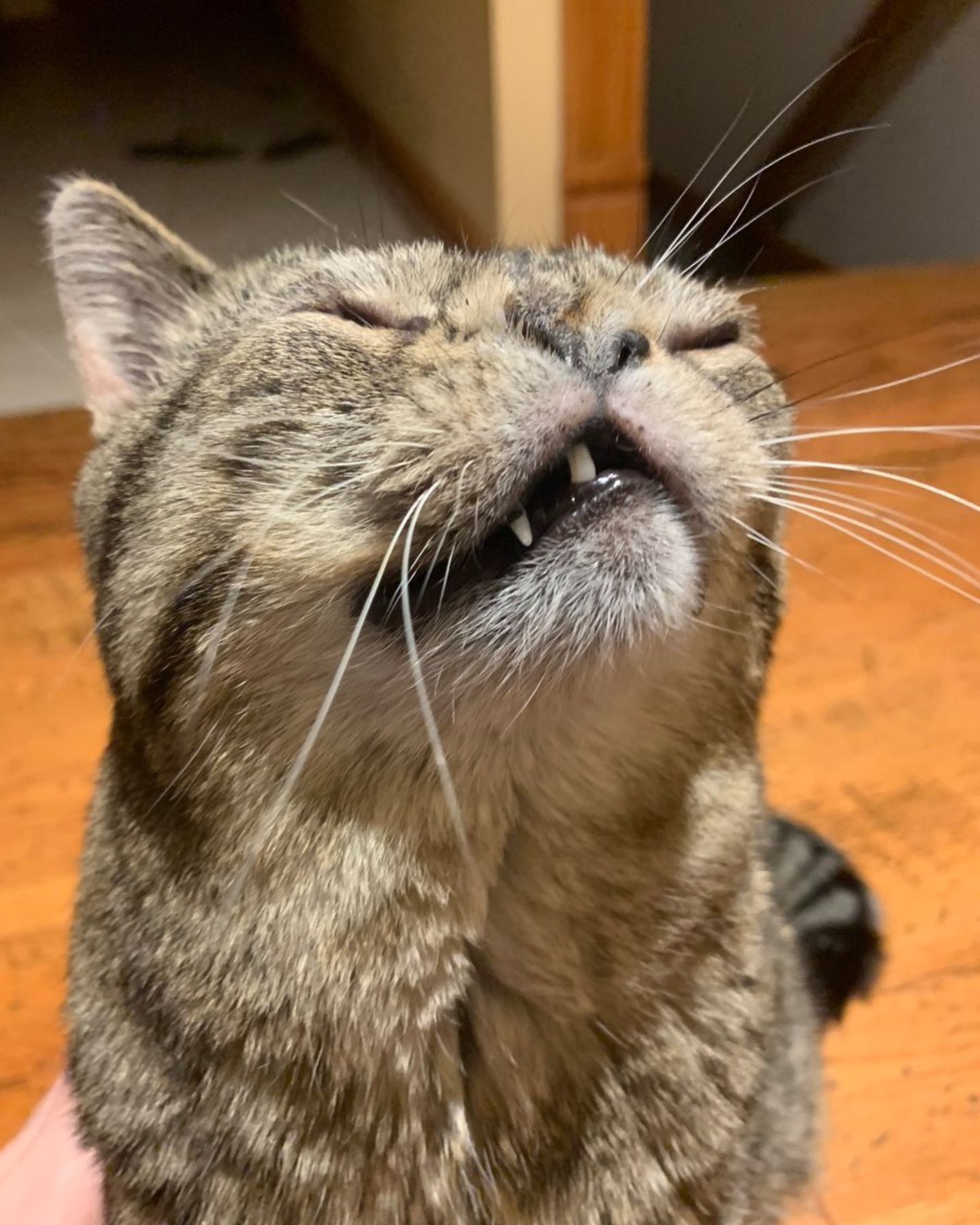 cat showing its teeth