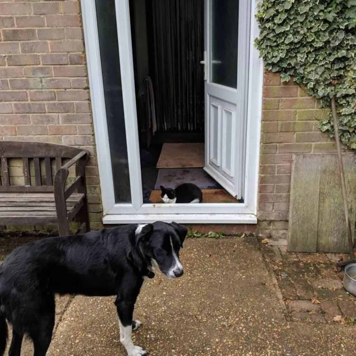 cat sitting at the doorway looking at dog