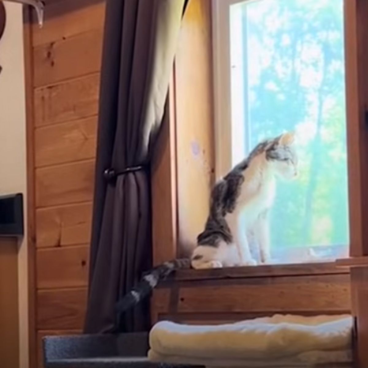 cat sitting by the window