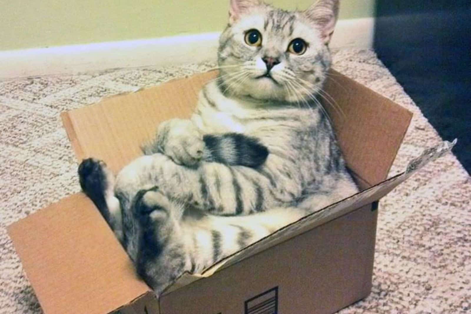 cat sitting in a box looking up