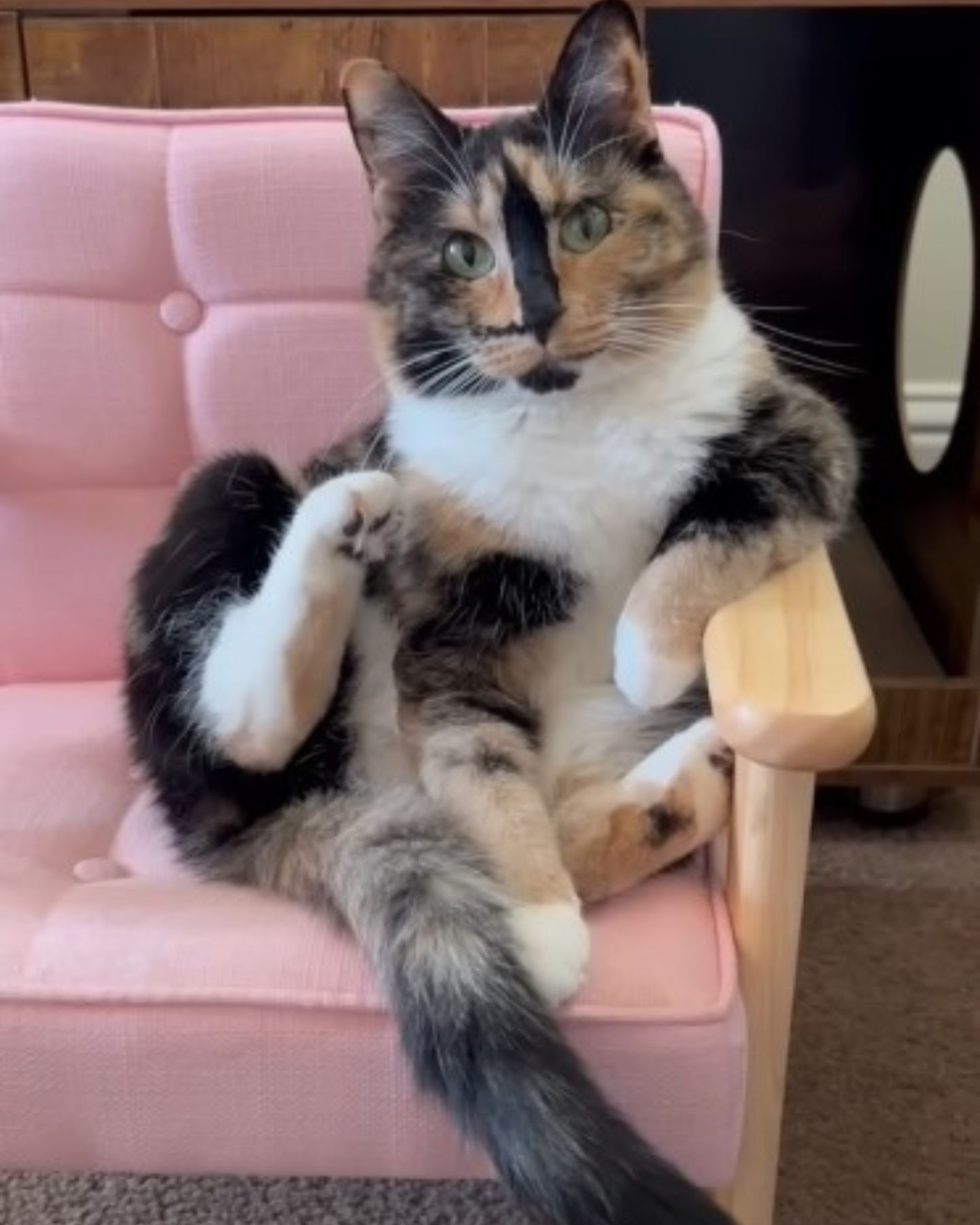 cat sitting in a chair