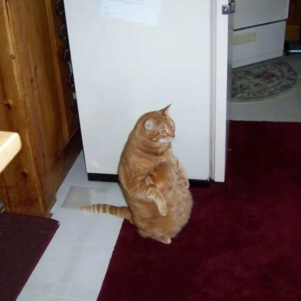 cat sitting in the kitchen