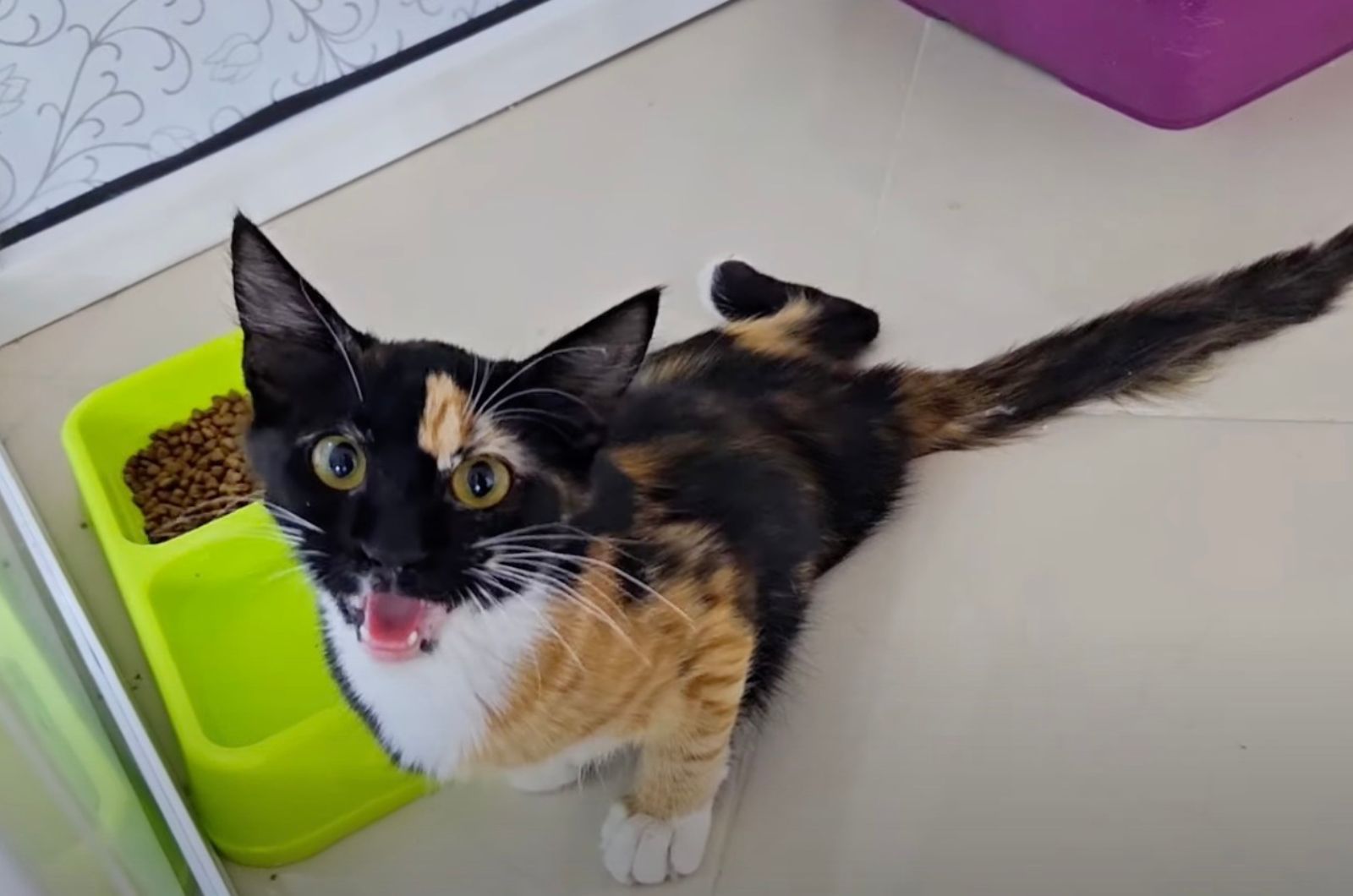 cat sitting next to a bowl of food