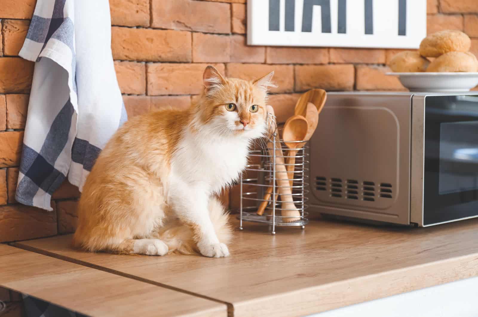 cat sitting on a counter