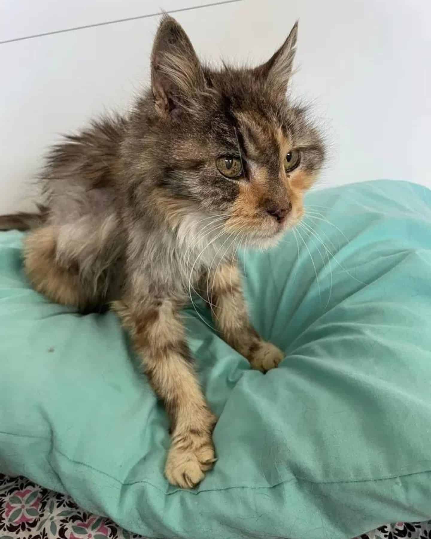 cat sitting on a pillow