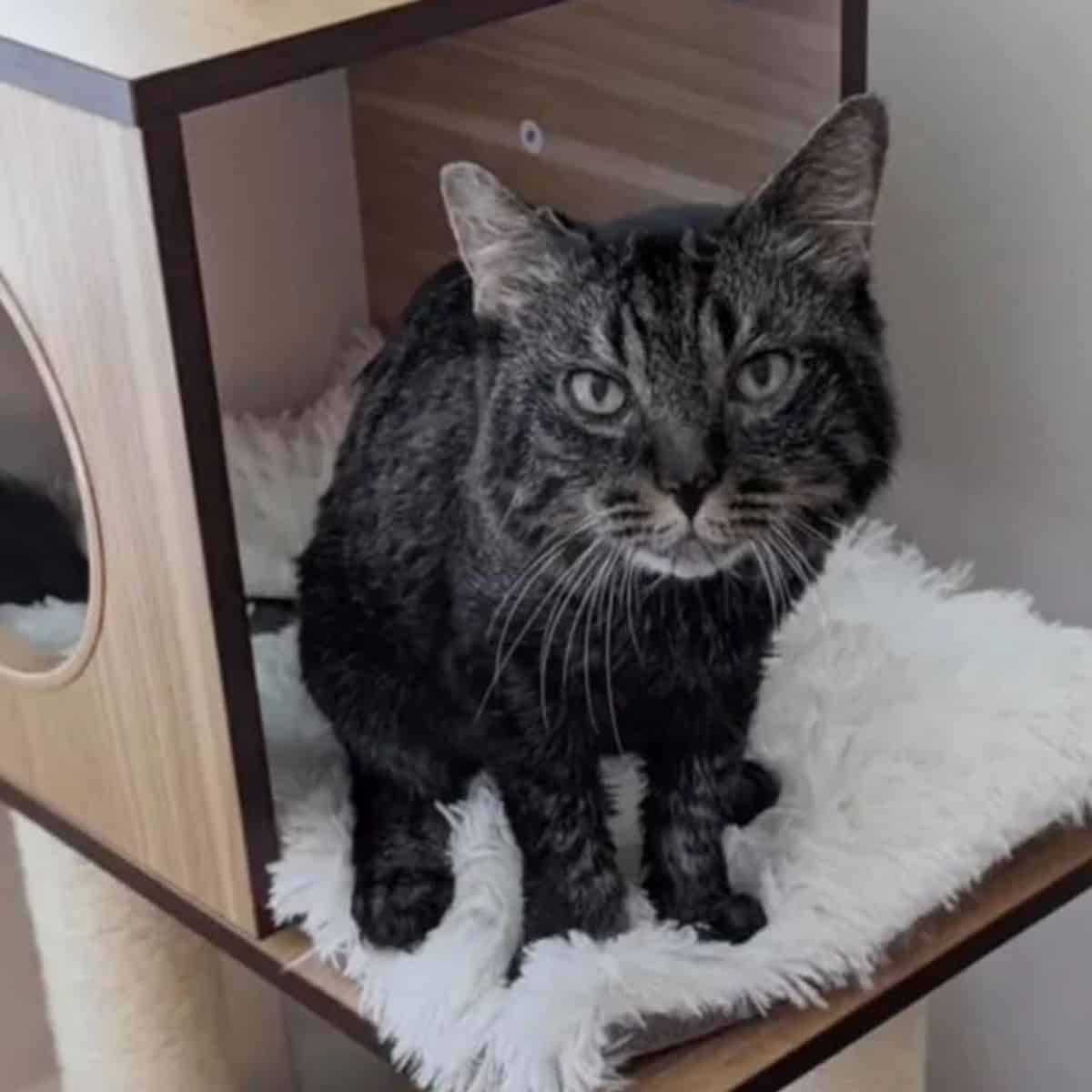 cat sitting on a white fluffy cover