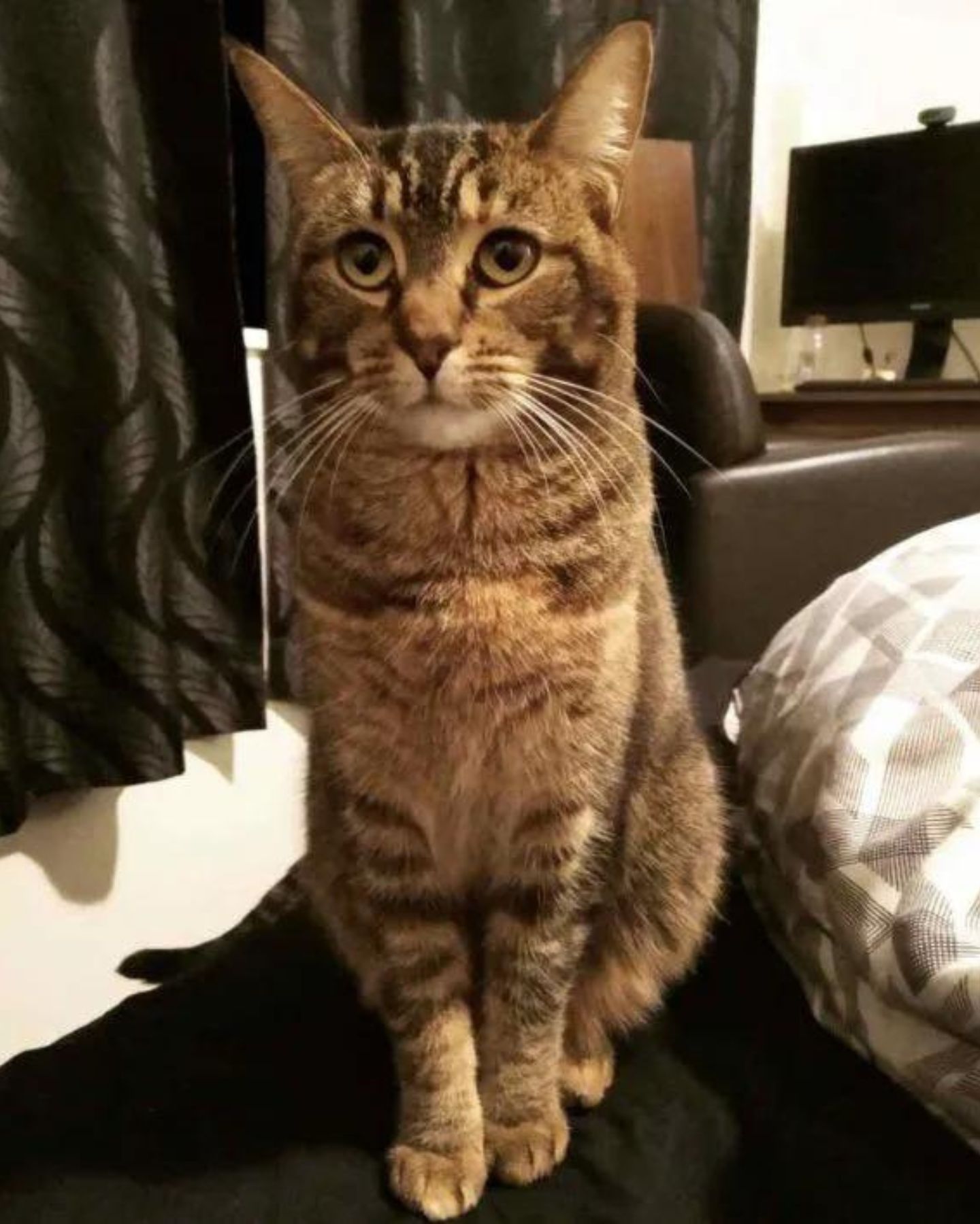 cat sitting on bed