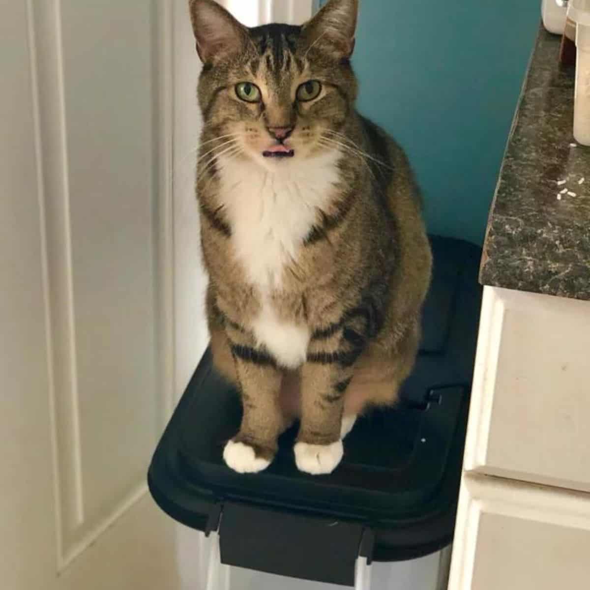 cat sitting on container