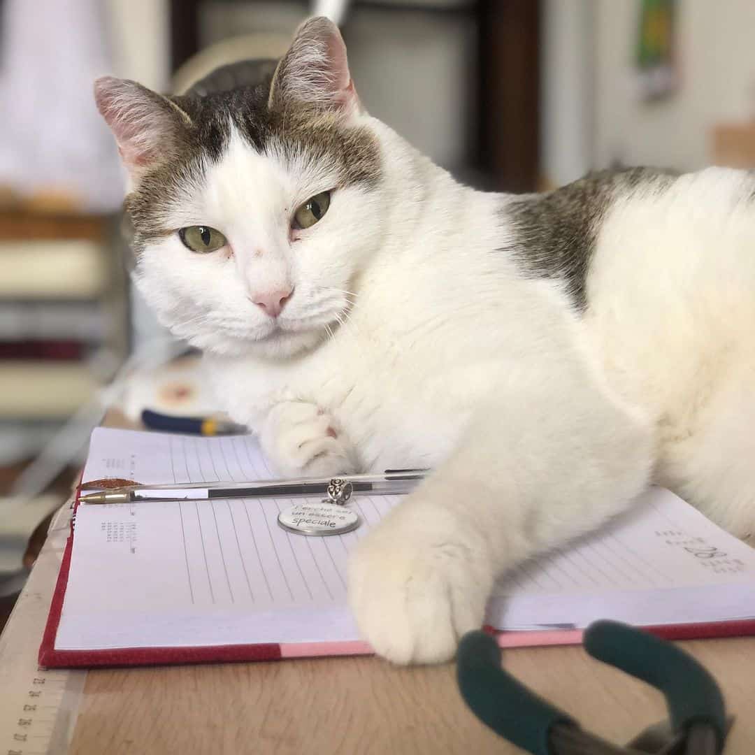 cat sitting on notepad