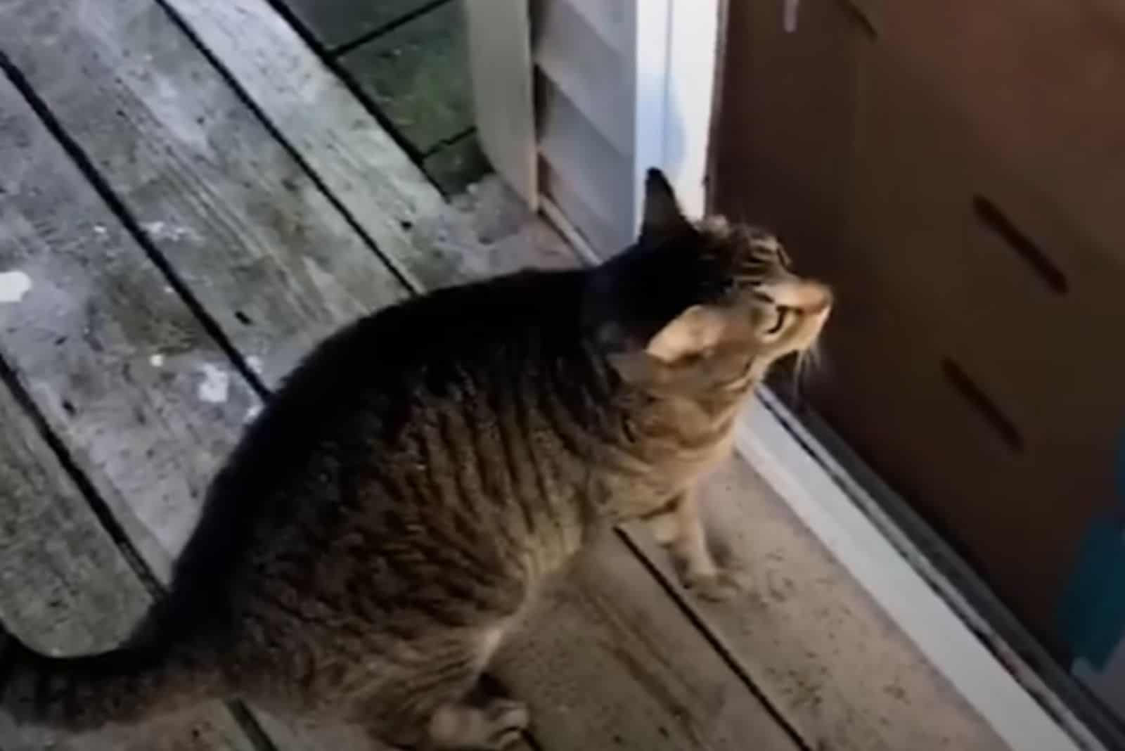 cat sitting on plank floor