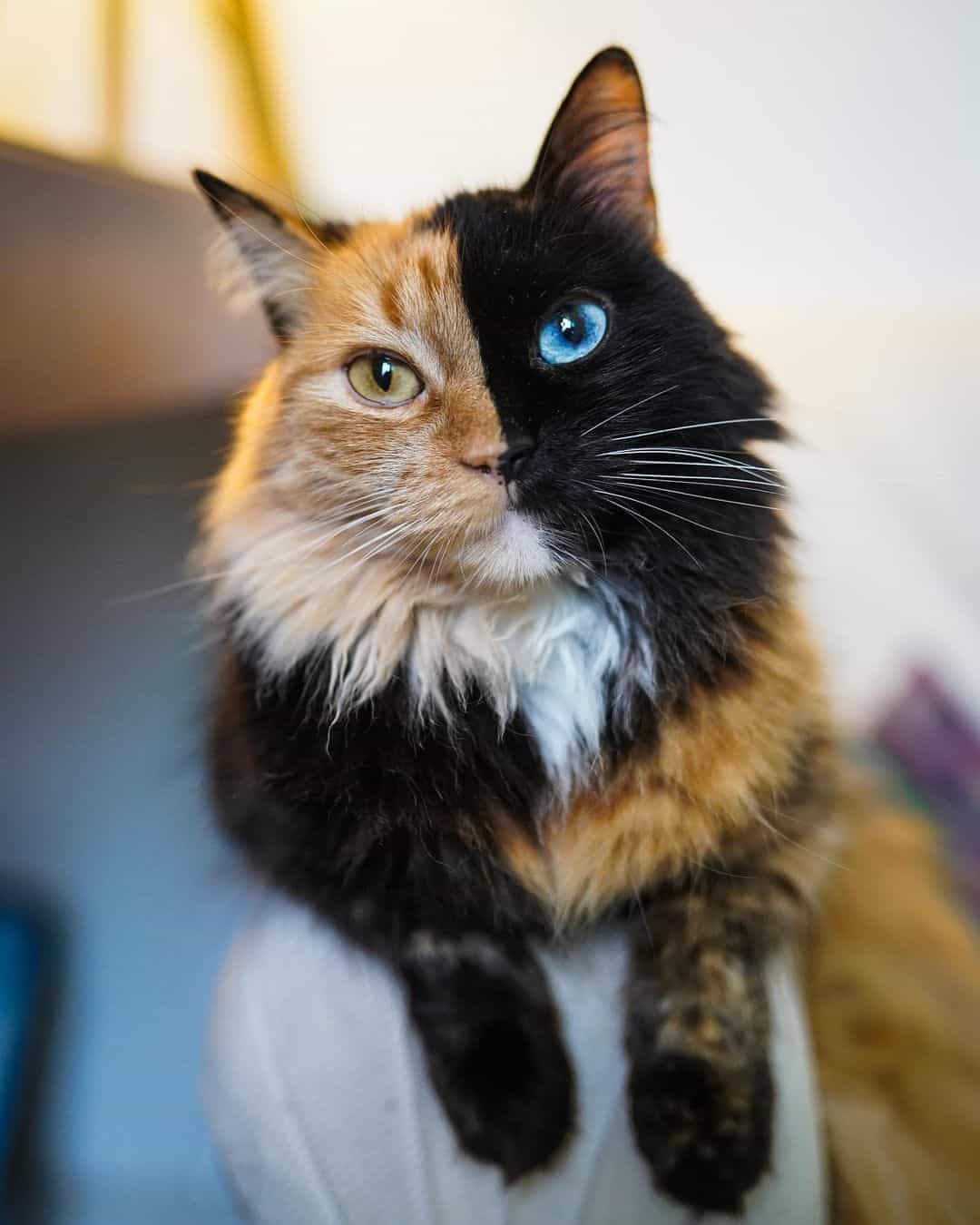 cat sitting on sofa