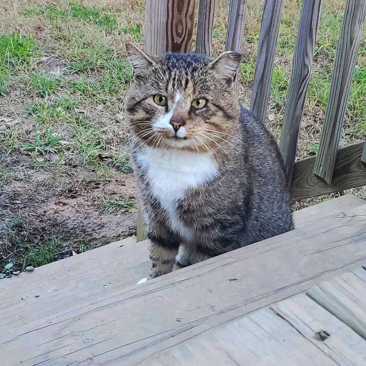 cat sitting on stairs outside