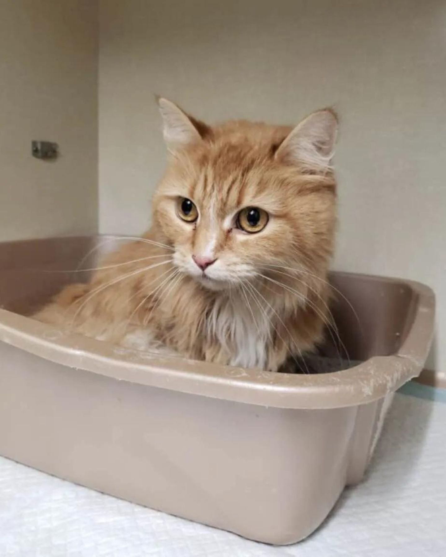 cat sitting on table