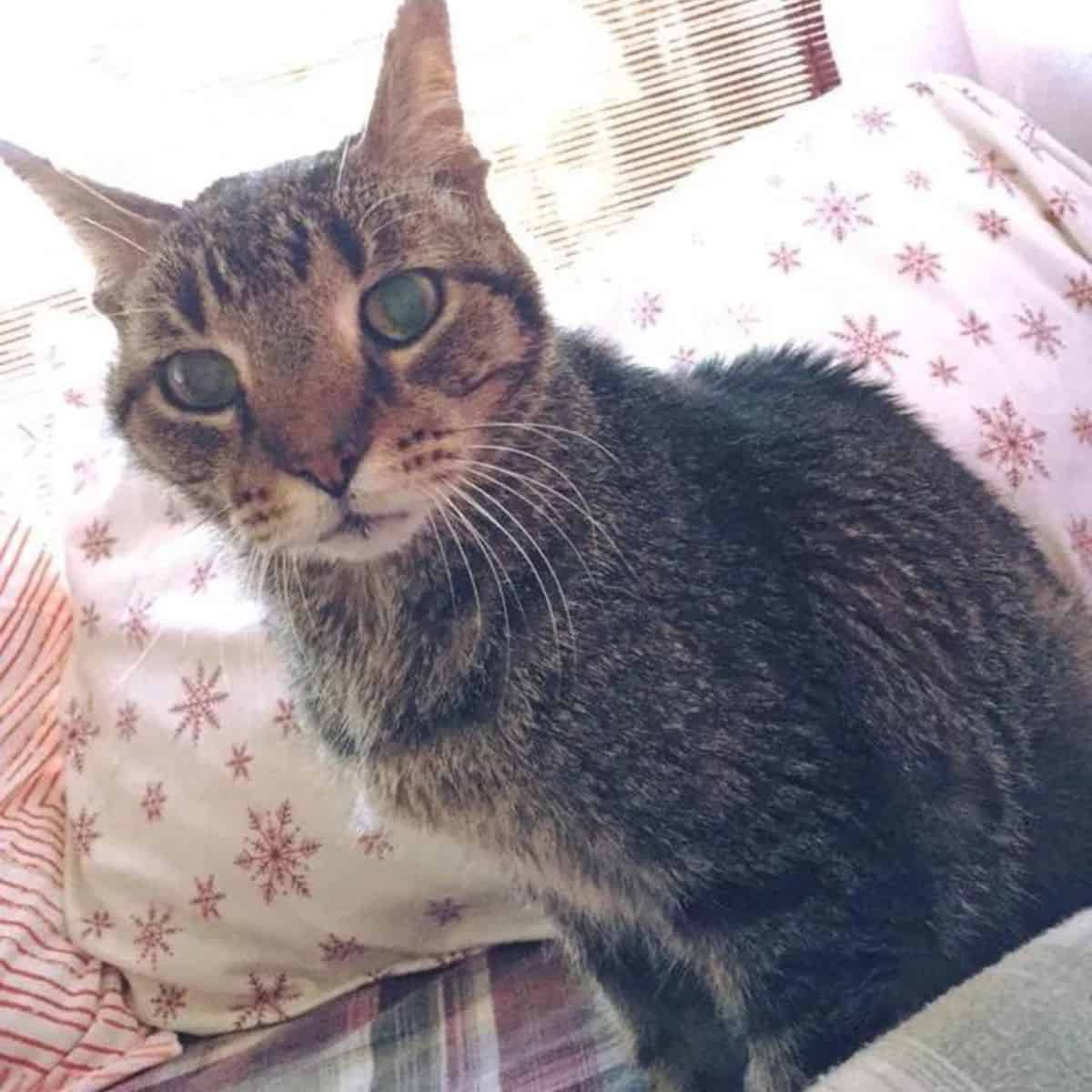 cat sitting on the bed