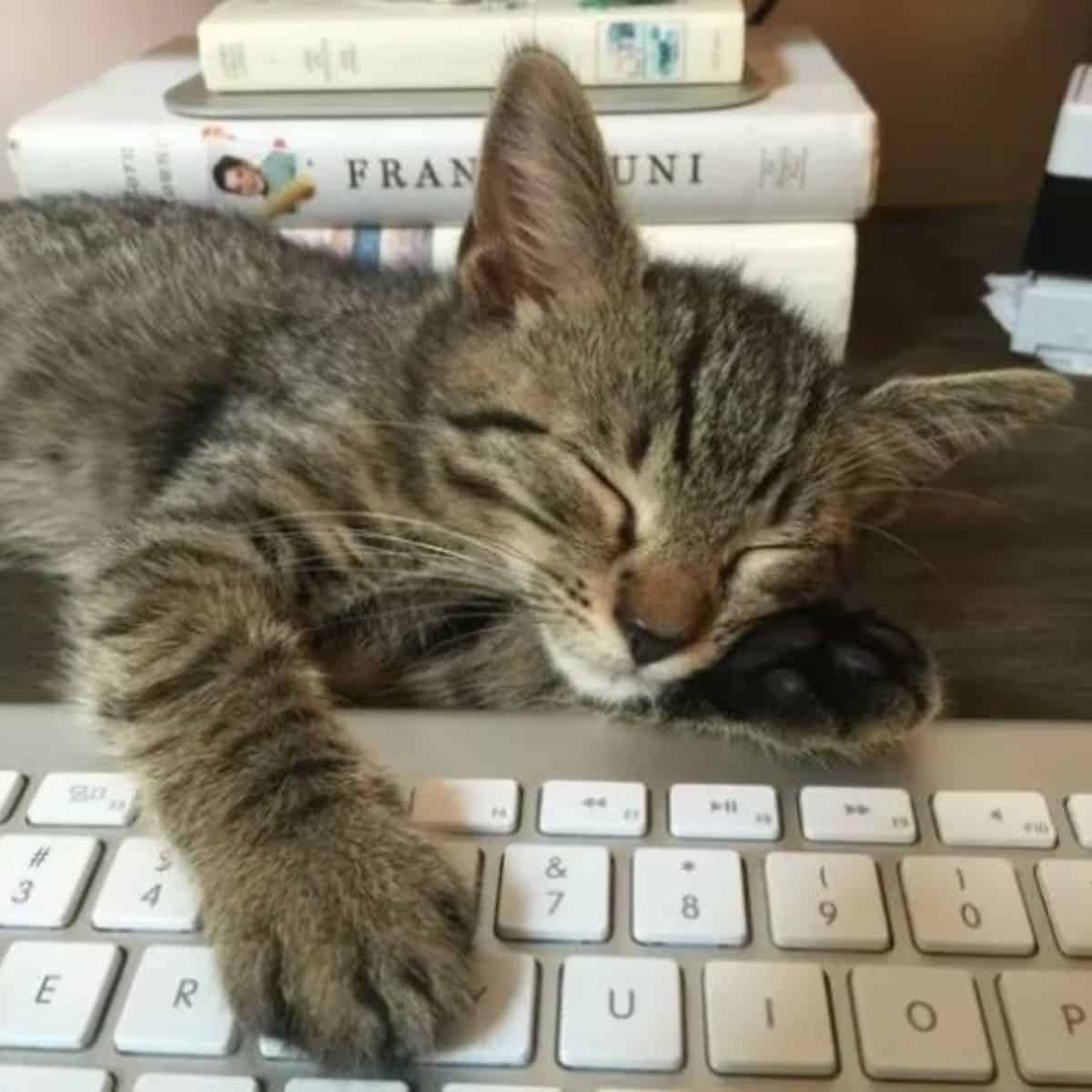 cat sleeping on a laptop