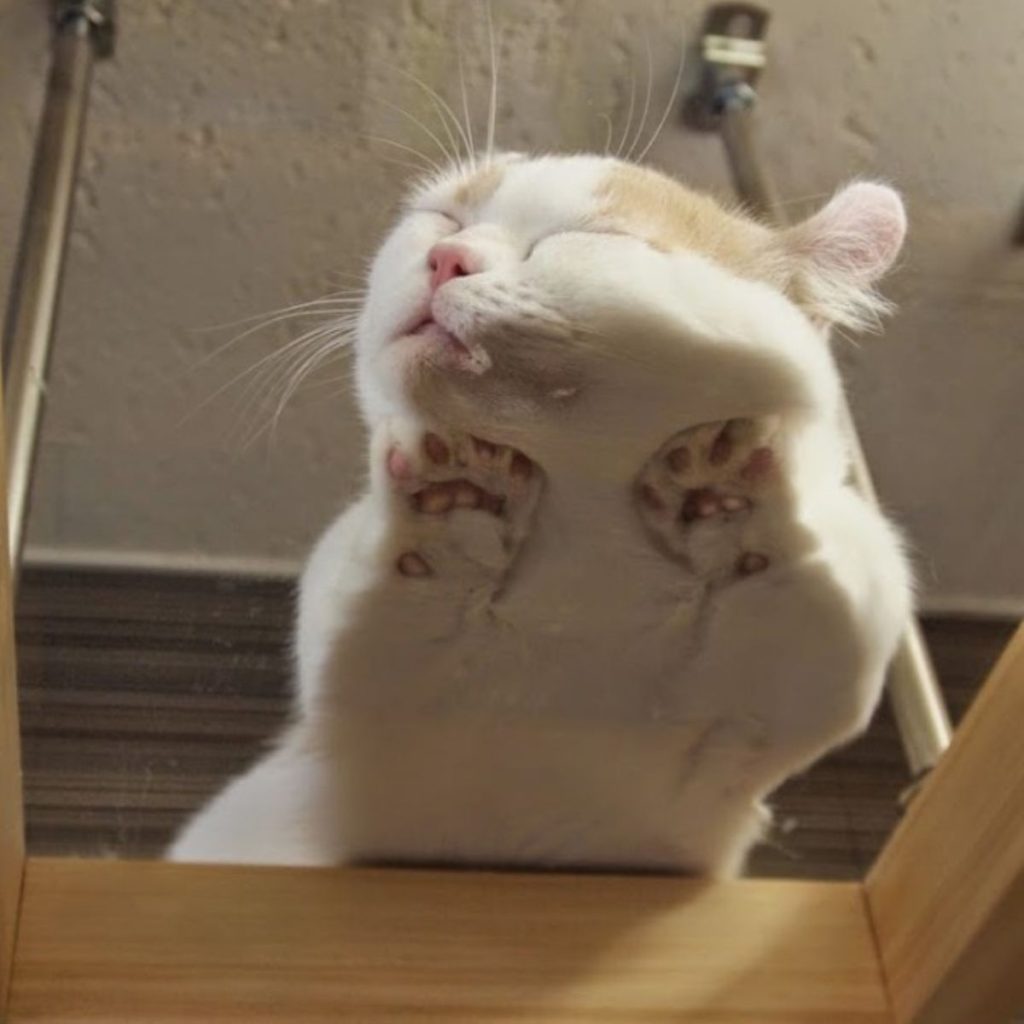 cat sleeping on glass