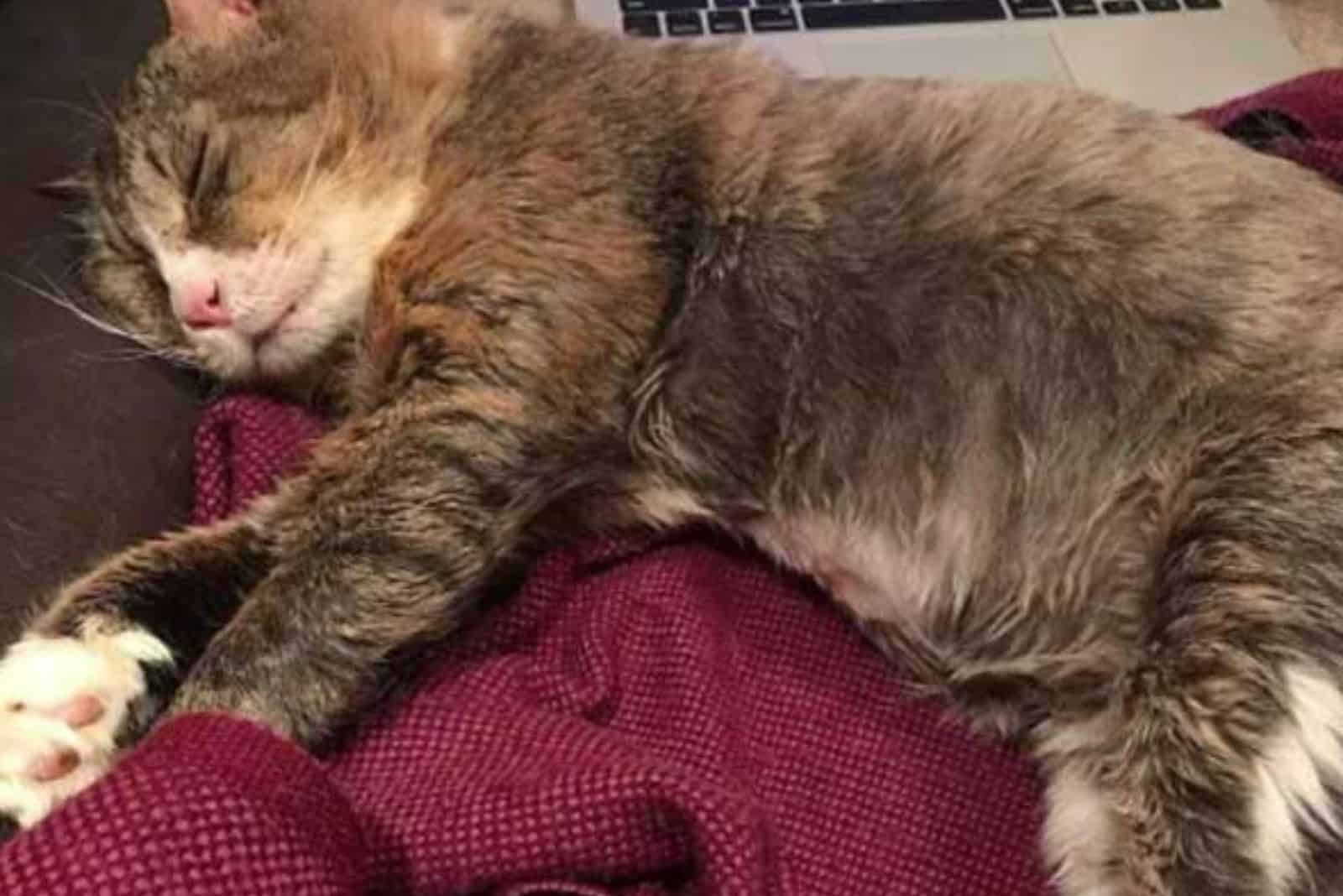 cat sleeping on purple blanket