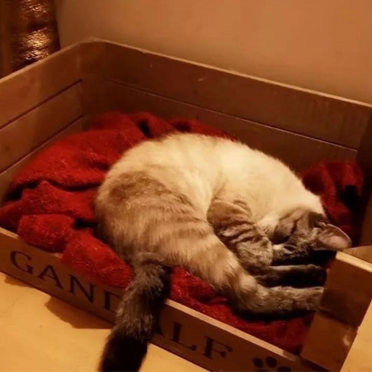 cat sleeps in her bed