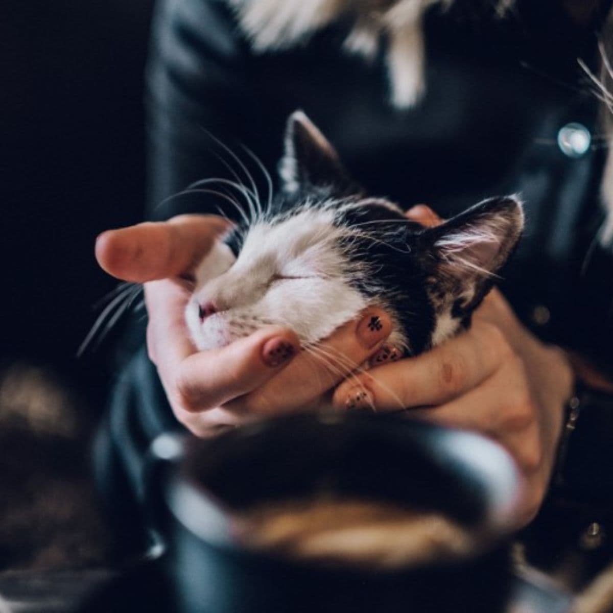 cat sleeps in human hands