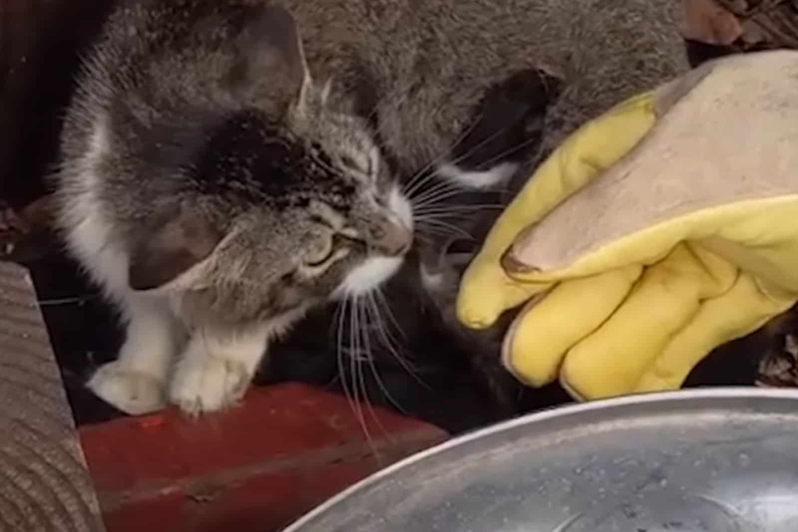 cat sniffing hand