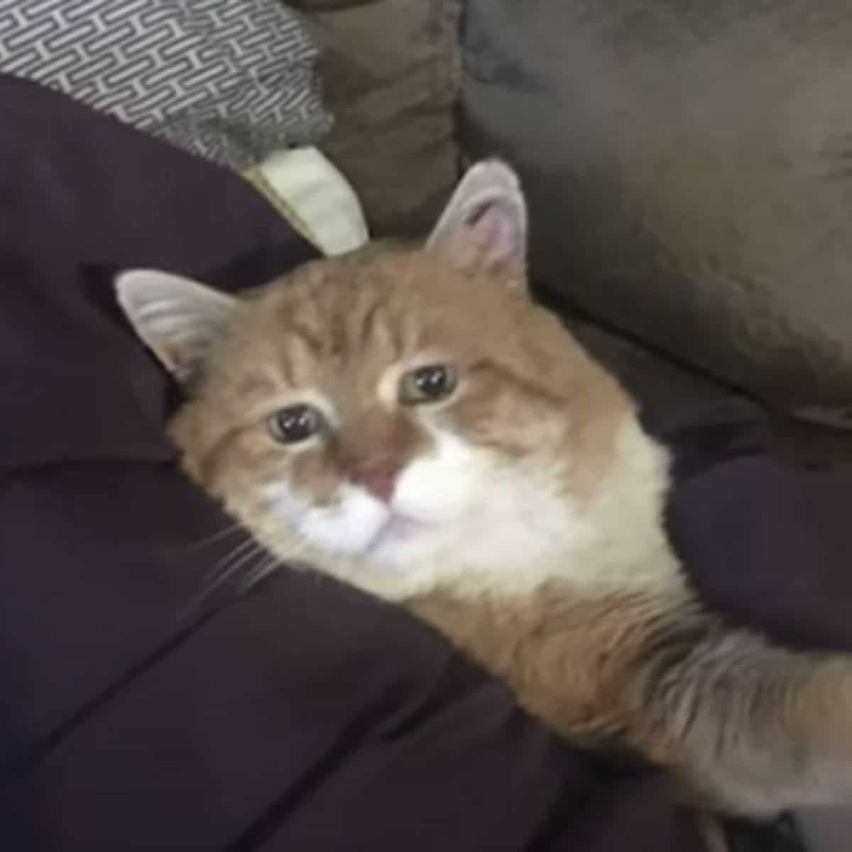 cat snuggled with senior woman