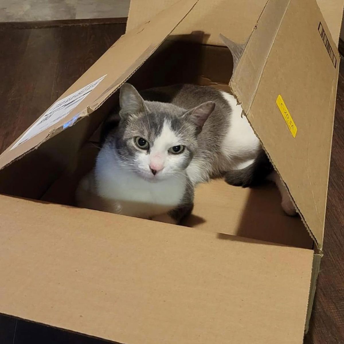 cat standing in the cardbox