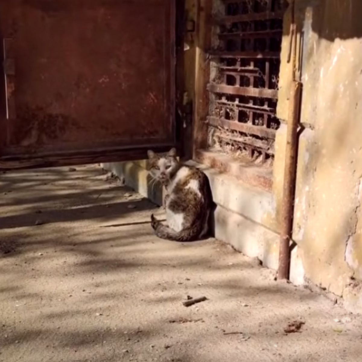 cat standing in sun in front of an old house