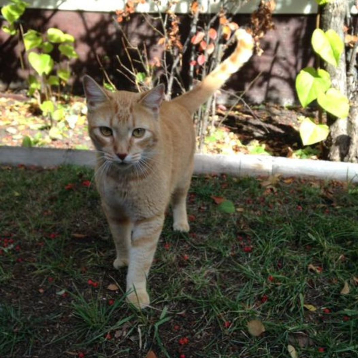 cat standing on a ground