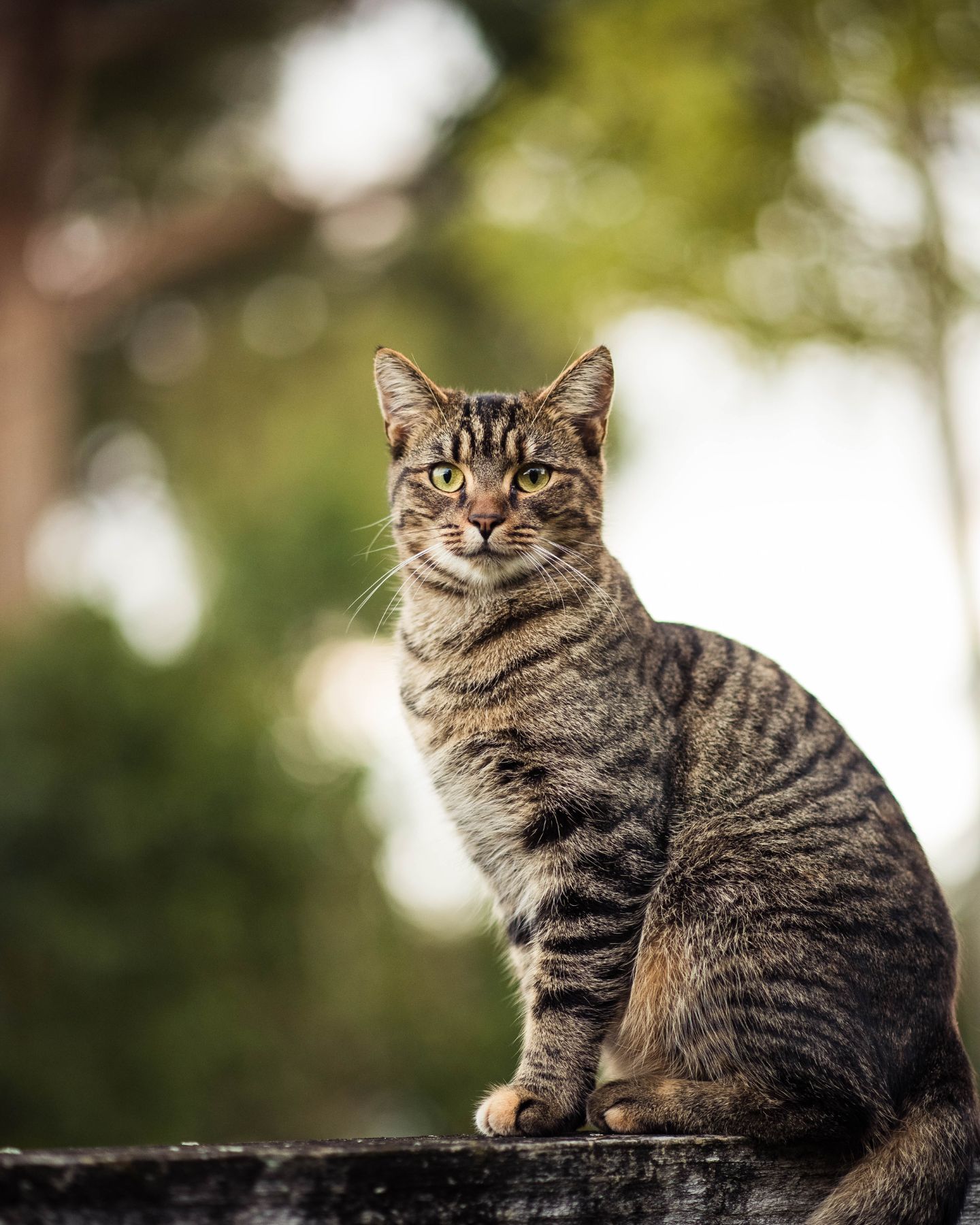 cat standing on a wall