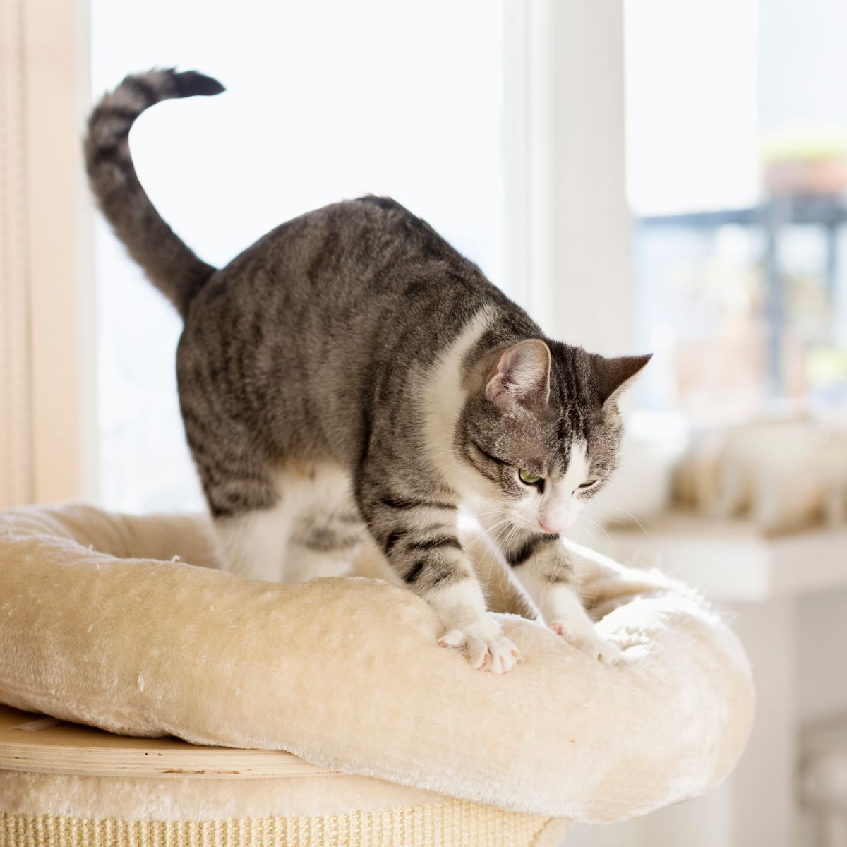 cat standing on bed for cats