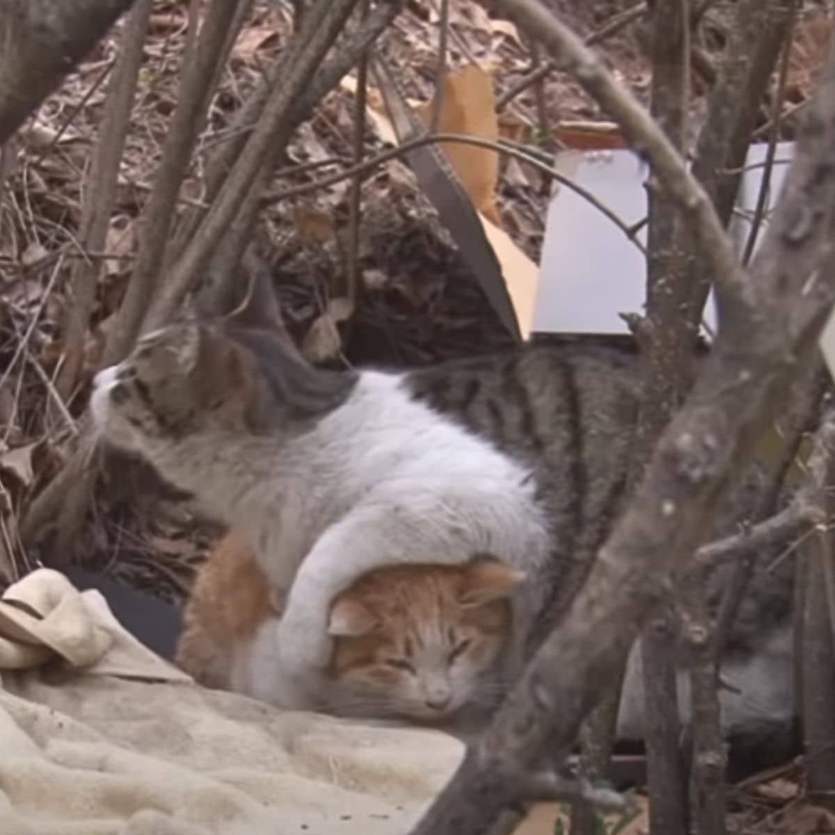 cat standing on ginger cat's back