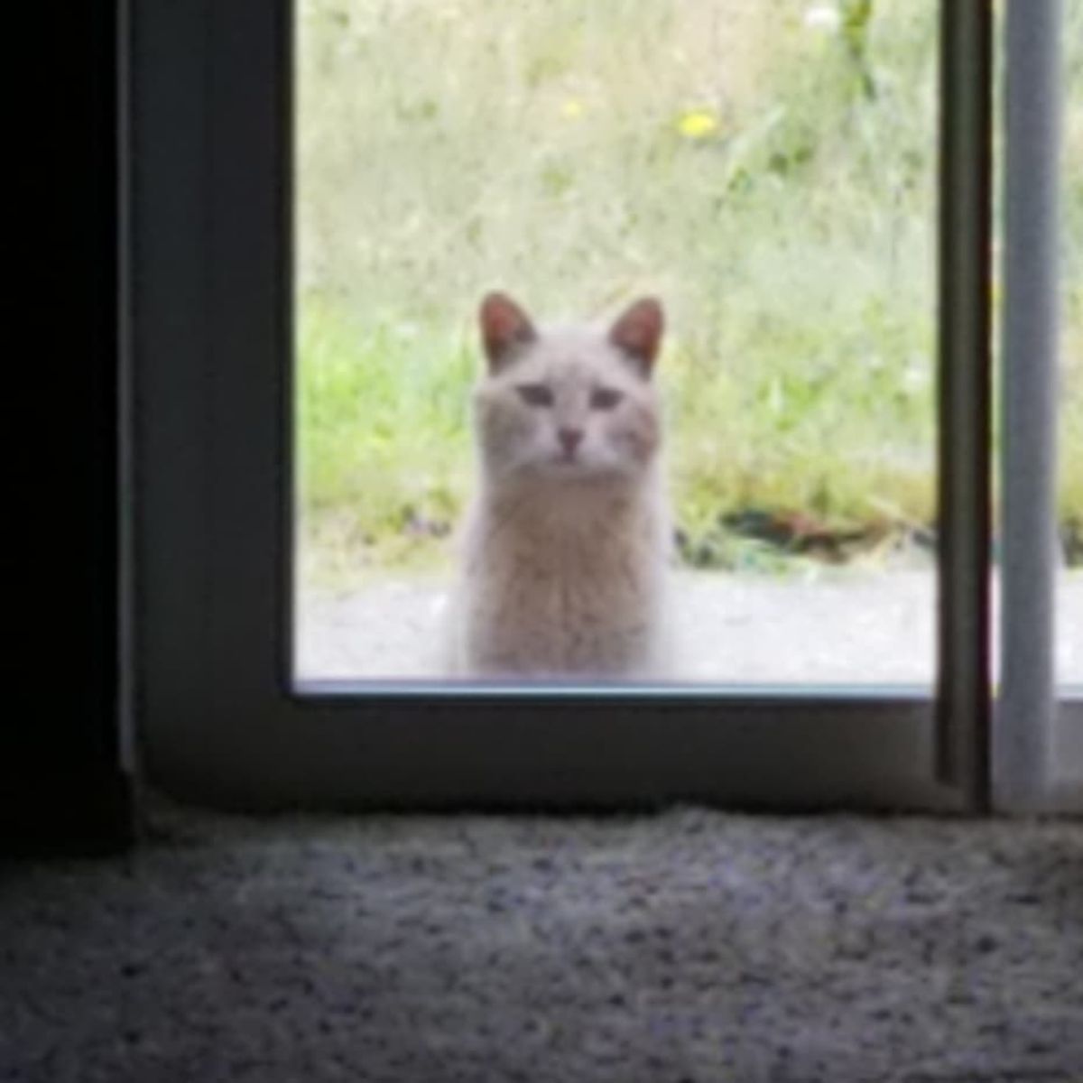 cat standing on the window shell