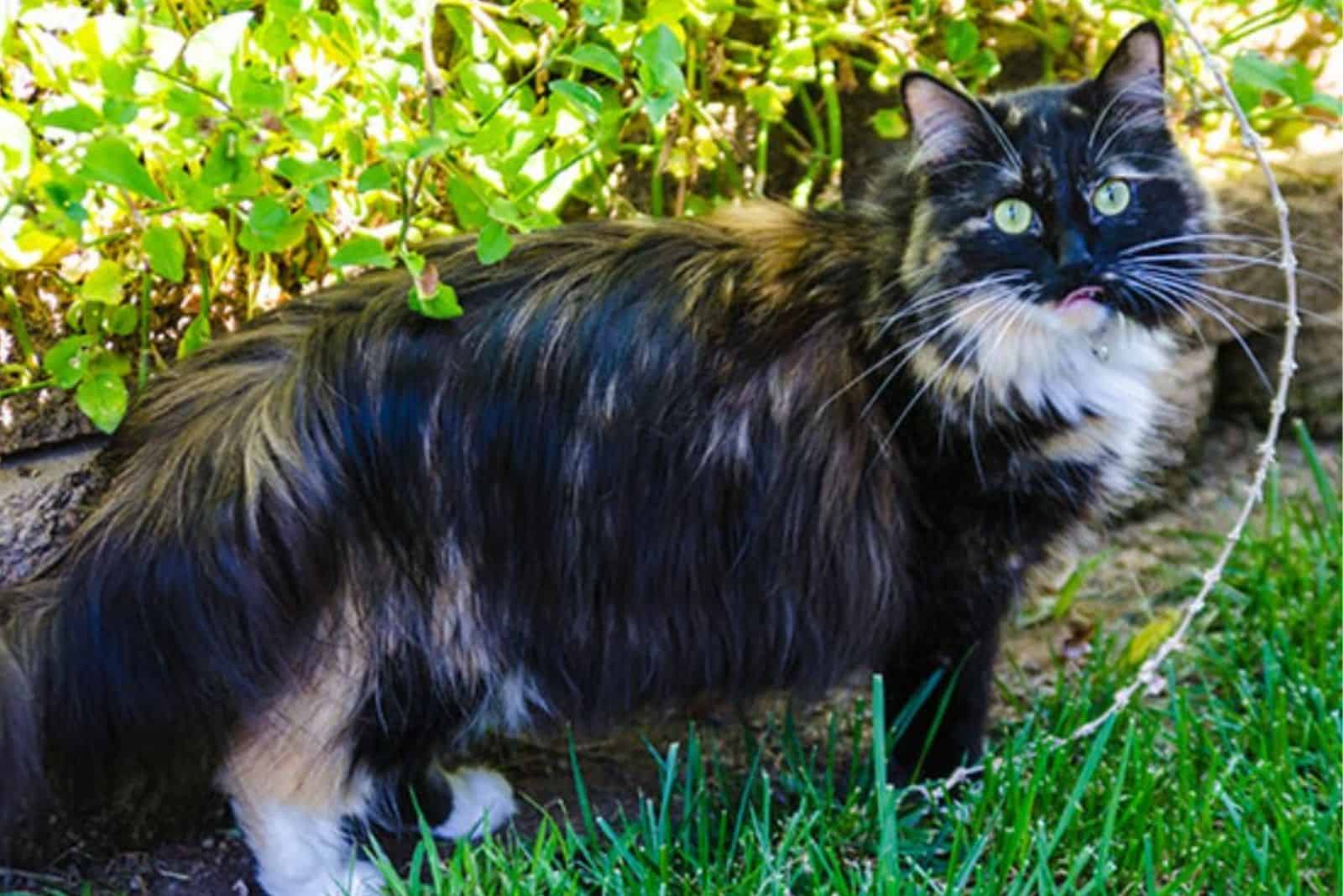 cat standing outdoor