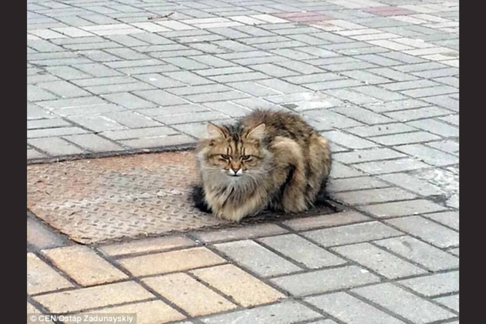 cat standing still outdoor