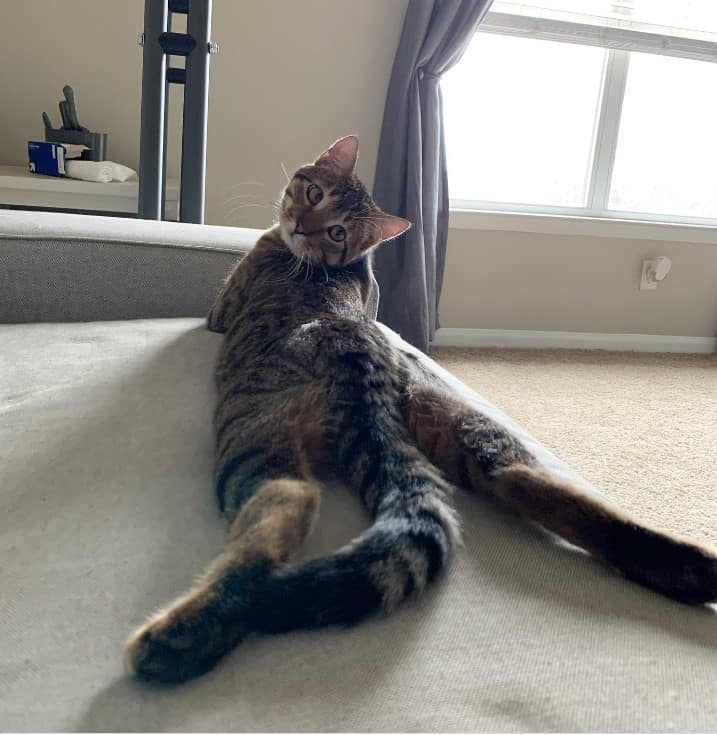 cat stretched out on the couch