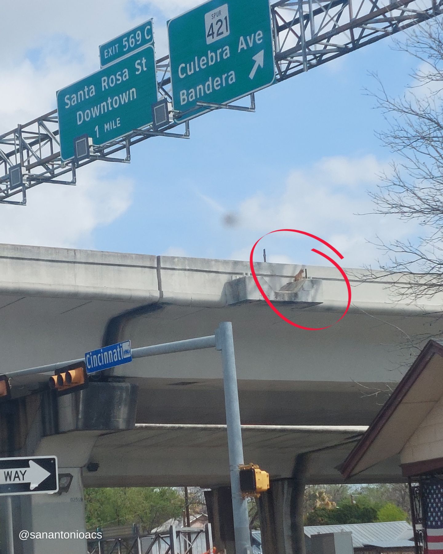 cat stuck at highway