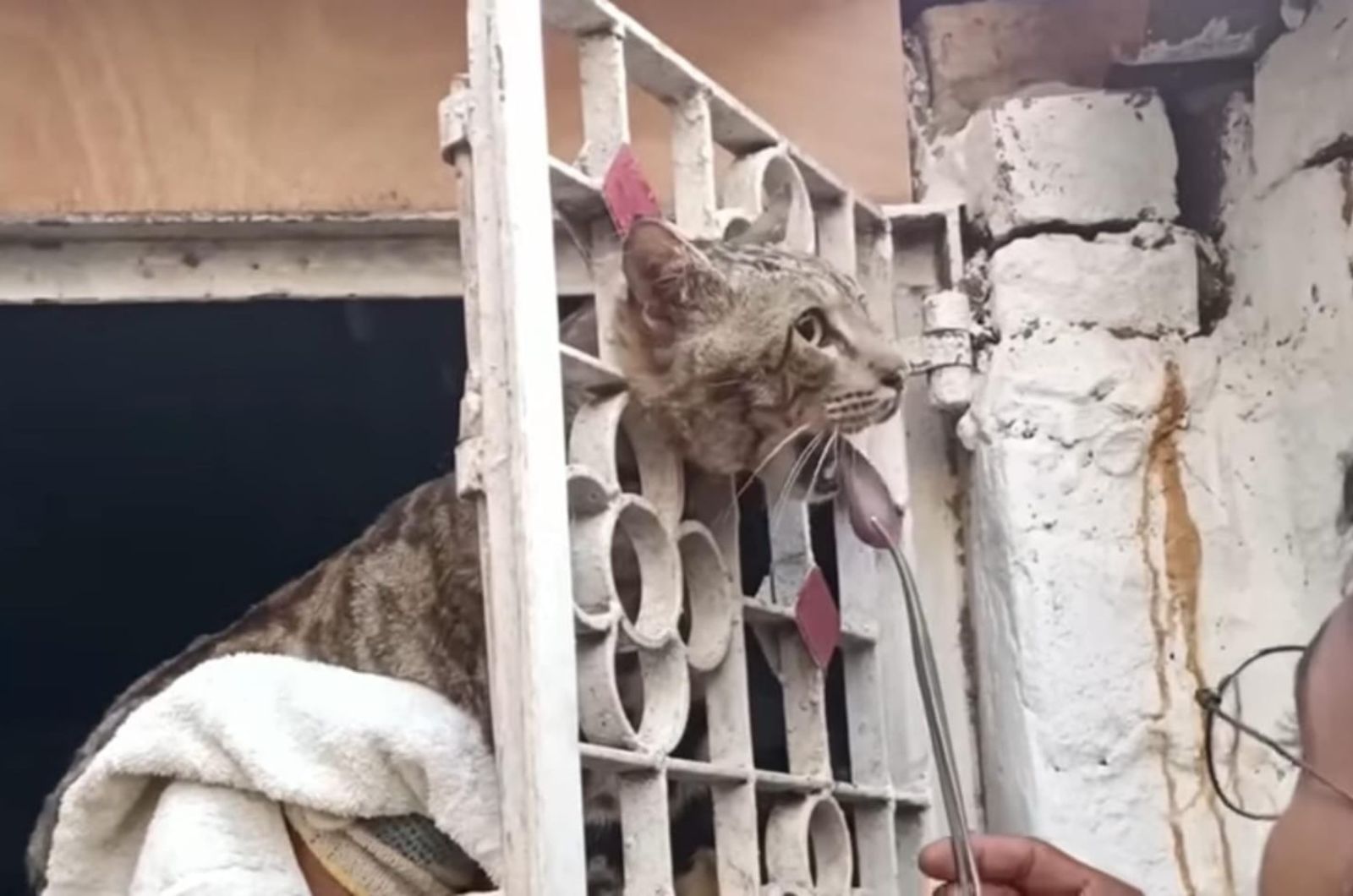 cat stuck in iron gate