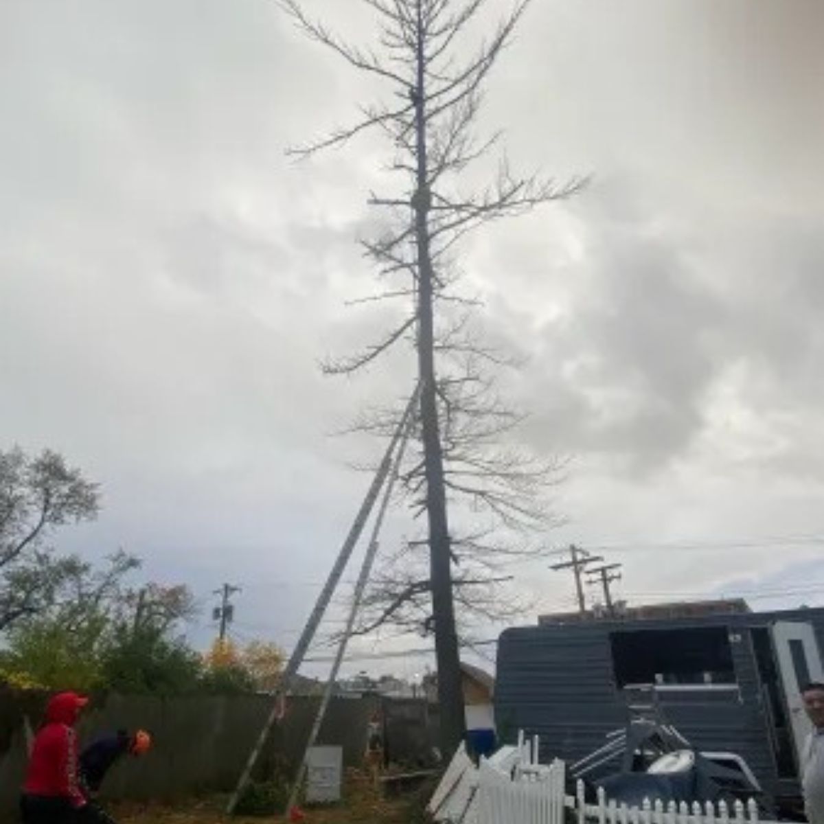 cat stuck on the tree