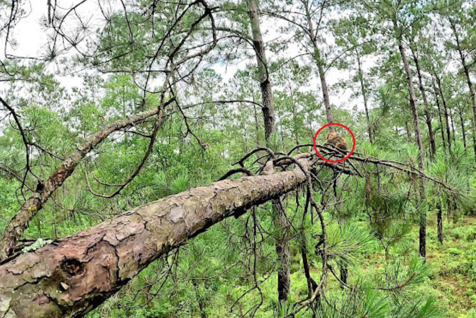 cat stuck on tree