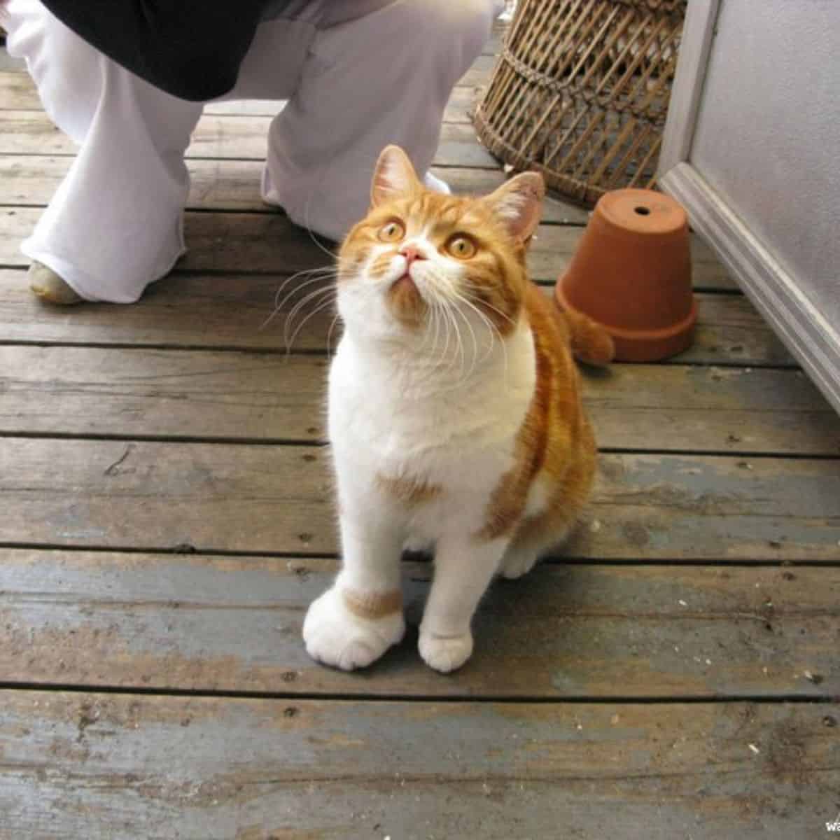 cat stung by bee sitting on wooden deck