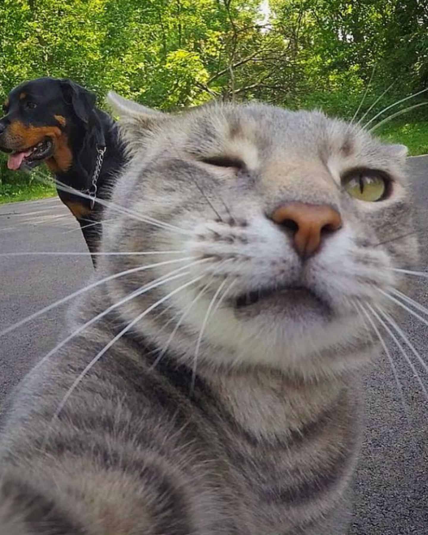 cat taking a selfie