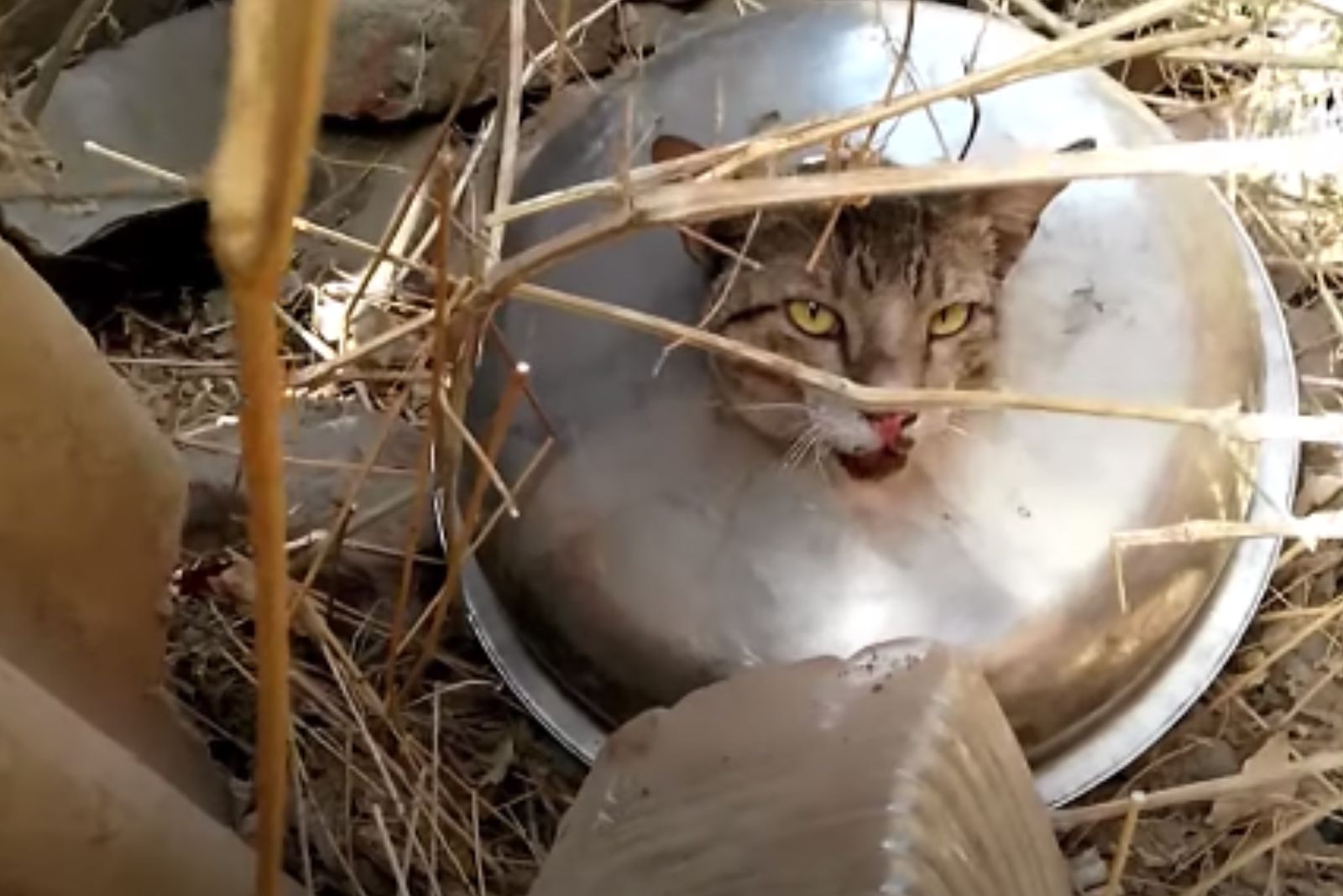 cat trapped in garbage sink