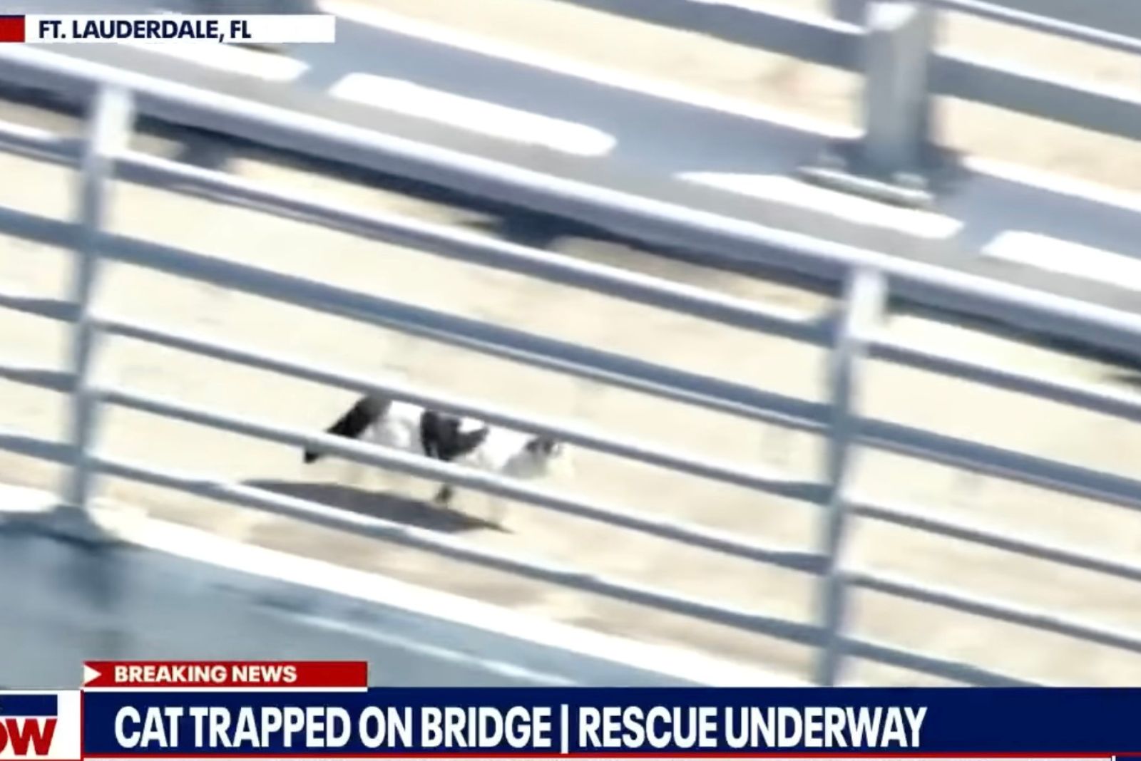 cat trapped on bridge