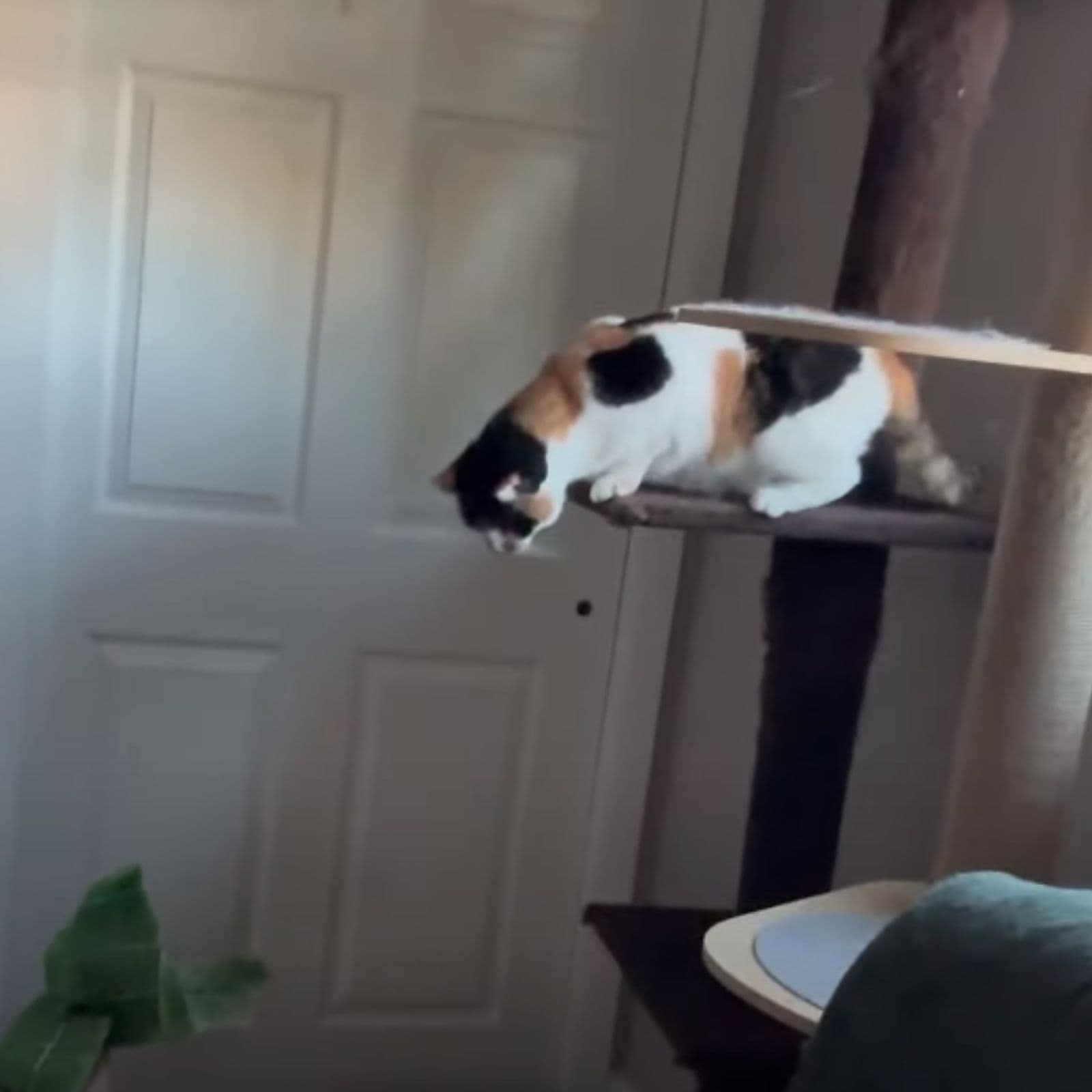 cat trying to walk down