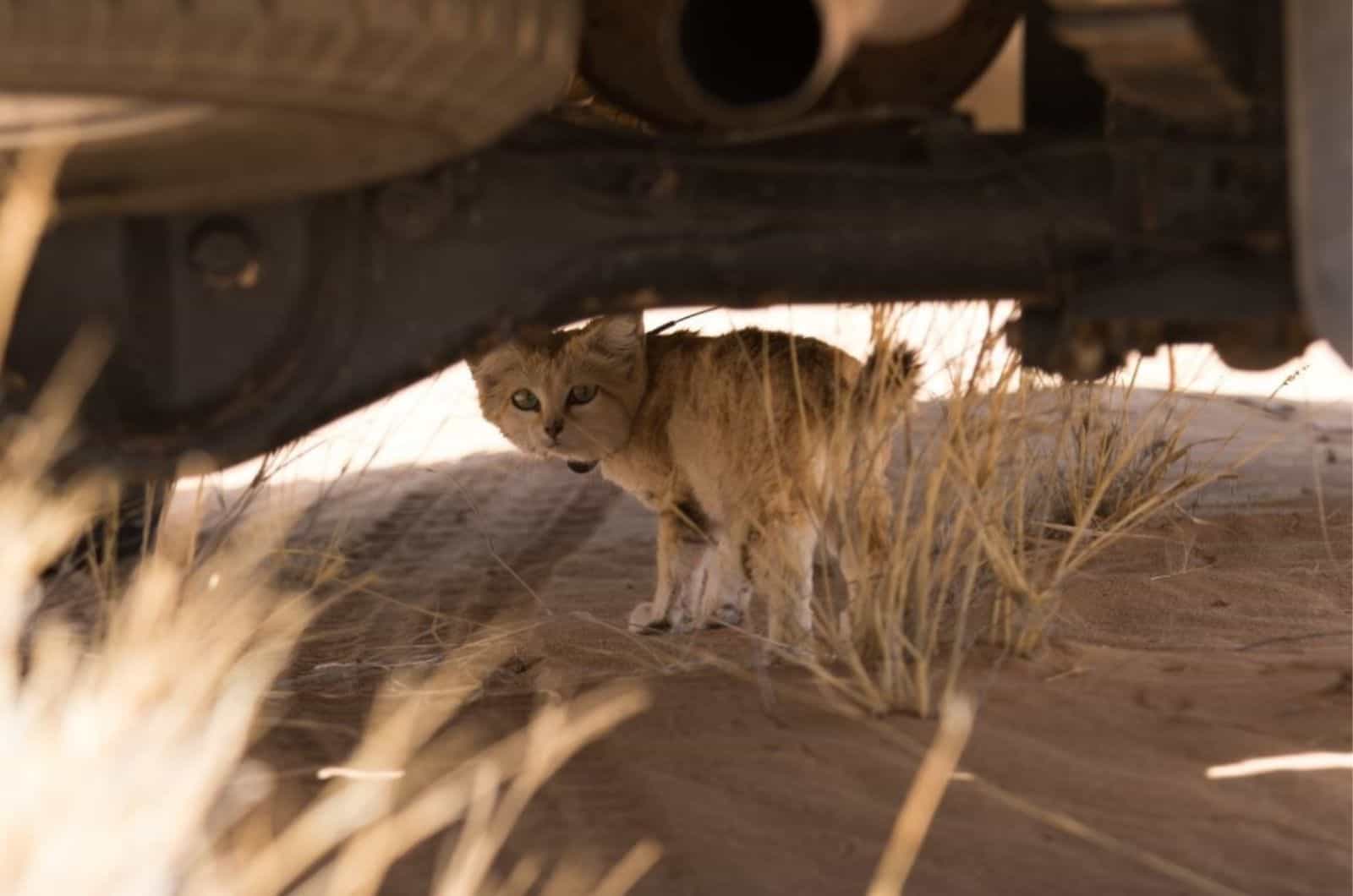 cat under the car