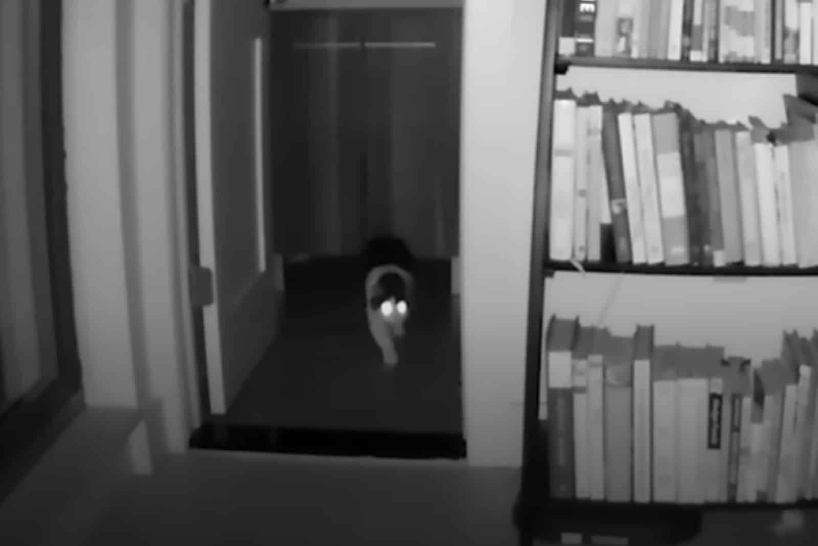 cat walking at night