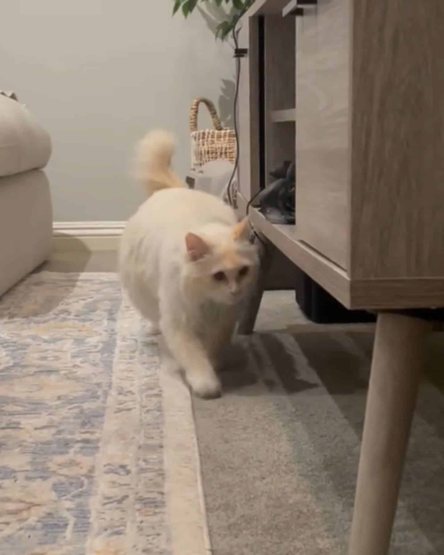 cat walking in the house