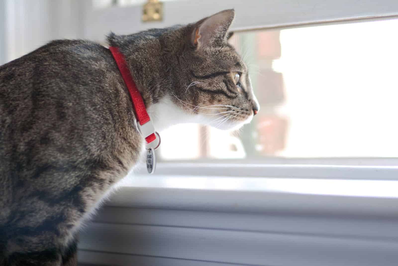 cat watching trough window