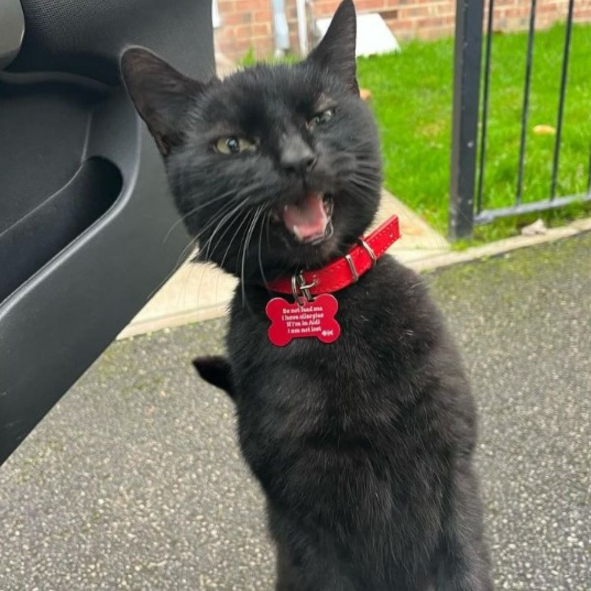 cat wearing red collar