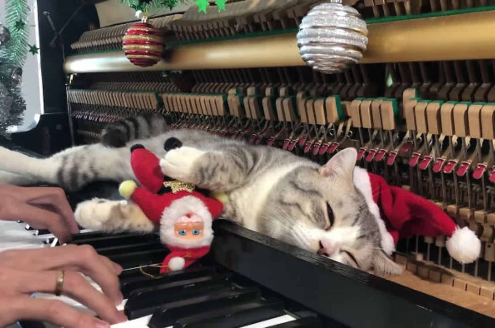 cat wearing santa hat lying on piano